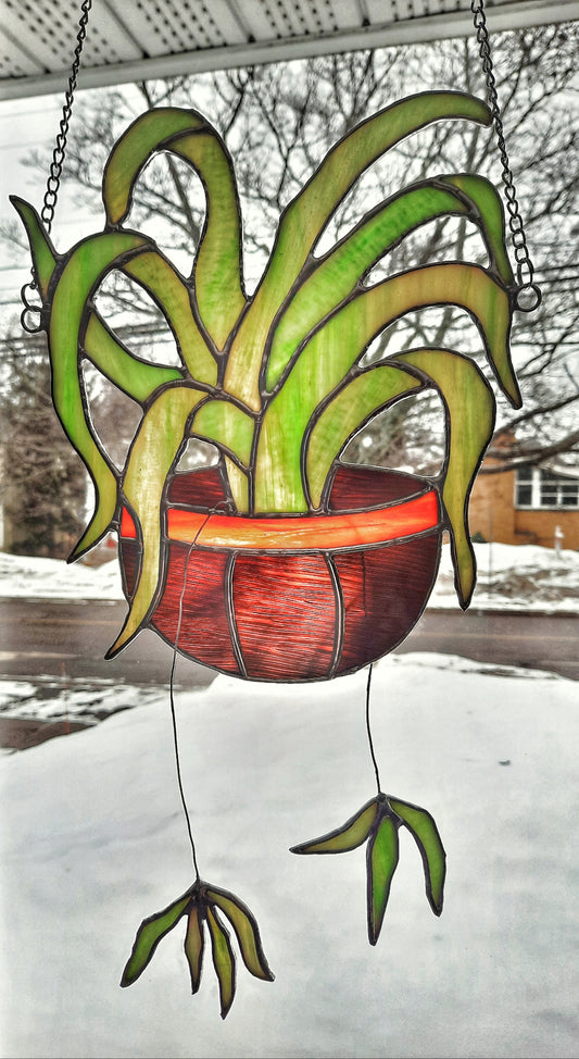 Stained Glass Spider Plant